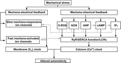 Electrophysiological and Molecular Mechanisms of Sinoatrial Node Mechanosensitivity